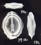 Fissurina spissiformis McCulloch, 1981