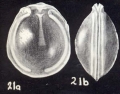 Fissurina arubaensis McCulloch, 1981
