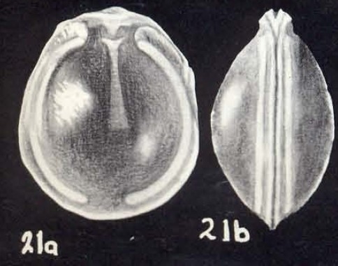 Fissurina arubaensis McCulloch, 1981