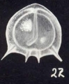 Parafissurina arubiana McCulloch, 1981