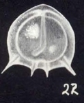 Parafissurina arubiana McCulloch, 1981