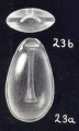 Parafissurina abbotti McCulloch, 1981