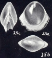 Fissurina castaniformis McCulloch, 1981