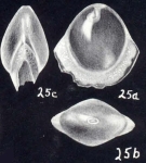 Fissurina castaniformis McCulloch, 1981