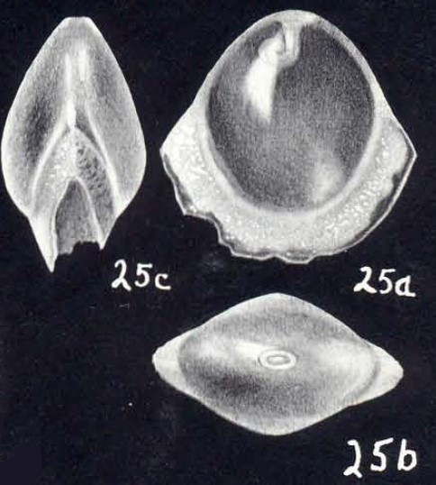 Fissurina castaniformis McCulloch, 1981 Fissurina castaniformis McCulloch, 1981