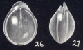 Parafissurina inflatiformis McCulloch, 1981