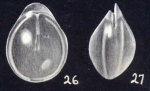 Parafissurina inflatiformis McCulloch, 1981