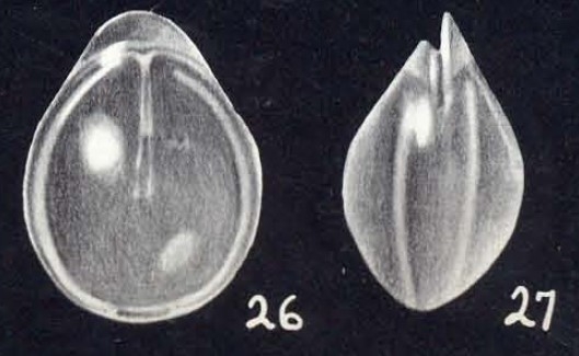 Parafissurina inflatiformis McCulloch, 1981 Parafissurina inflatiformis McCulloch, 1981