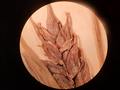 Close-up of pistillate spike
