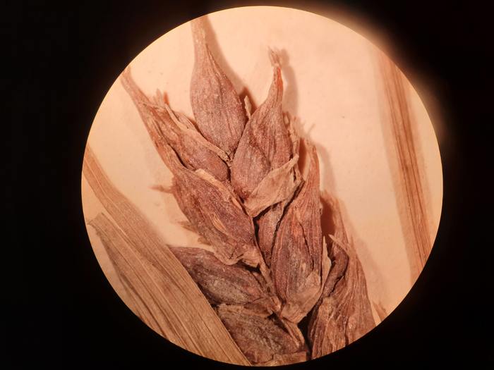 Close-up of pistillate spike