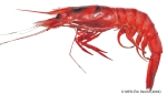Aristeus antillensis - large female shrimp