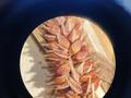 Pistillate spike of Carex songarica