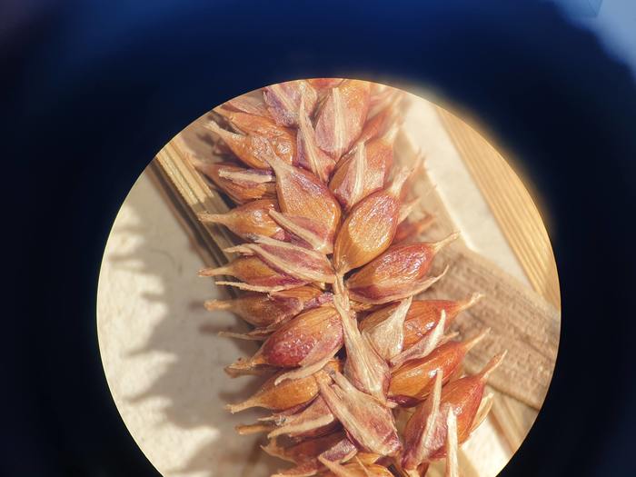 Pistillate spike of Carex songarica