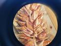 Achene of Carex songarica