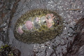 Mopalia muscosa