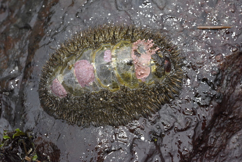 Mopalia muscosa