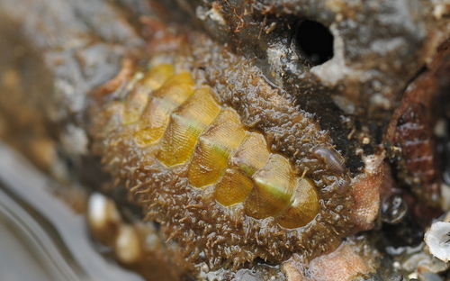 Mopalia kennerleyi Mopalia kennerleyi
