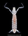 Pullosquilla decocki, author: Tin-Yam Chan