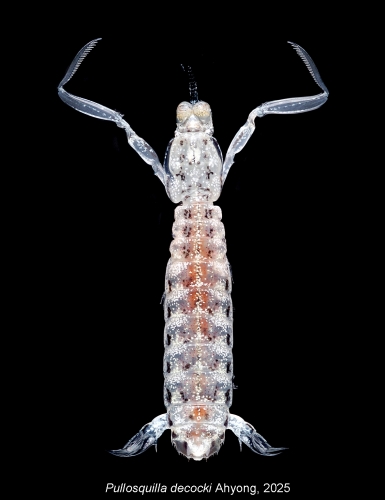 Pullosquilla decocki Pullosquilla decocki