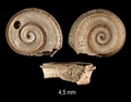 Pseudomalaxis aldrovandii (Foresti, 1868)