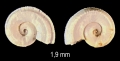 Pseudomalaxis aldrovandii (Foresti, 1868)