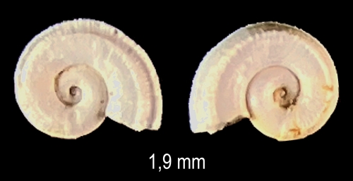 Pseudomalaxis aldrovandii (Foresti, 1868) Pseudomalaxis aldrovandii (Foresti, 1868)