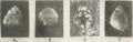 Sakesaria migiurtinia Ducci & Pirini-Radrizzani, 1969