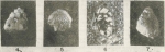 Sakesaria migiurtinia Ducci & Pirini-Radrizzani, 1969