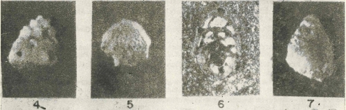 Sakesaria migiurtinia Ducci &amp; Pirini-Radrizzani, 1969