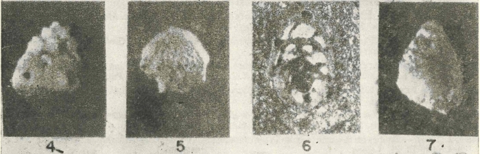 Sakesaria migiurtinia Ducci & Pirini-Radrizzani, 1969 Sakesaria migiurtinia Ducci & Pirini-Radrizzani, 1969