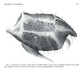 Dantya ferox Kornicker & Iliffe, 1989 from the original description