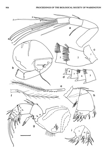 Dantya ferox Kornicker & Iliffe, 1989 from the original description Dantya ferox Kornicker & Iliffe, 1989 from the original description
