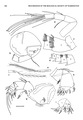 Dantya ferox Kornicker & Iliffe, 1989 from the original description