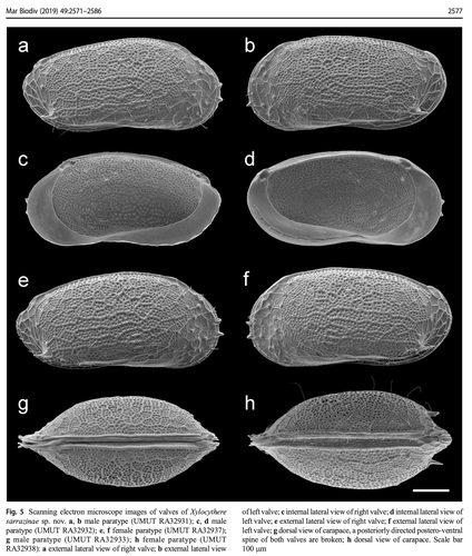 Xylocythere sarrazinae Tanaka, Lelièvre & Yasuhara, 2019 from the original description Xylocythere sarrazinae Tanaka, Lelièvre & Yasuhara, 2019 from the original description