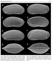 Xylocythere sarrazinae Tanaka, Lelièvre & Yasuhara, 2019 from the original description