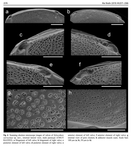 Xylocythere sarrazinae Tanaka, Lelièvre & Yasuhara, 2019 from the original description Xylocythere sarrazinae Tanaka, Lelièvre & Yasuhara, 2019 from the original description