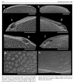 Xylocythere sarrazinae Tanaka, Lelièvre & Yasuhara, 2019 from the original description