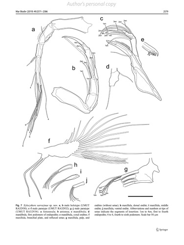 Xylocythere sarrazinae Tanaka, Lelièvre & Yasuhara, 2019 from the original description Xylocythere sarrazinae Tanaka, Lelièvre & Yasuhara, 2019 from the original description