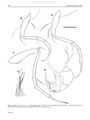 Xylocythere sarrazinae Tanaka, Lelièvre & Yasuhara, 2019 from the original description