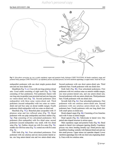 Xylocythere sarrazinae Tanaka, Lelièvre & Yasuhara, 2019 from the original description Xylocythere sarrazinae Tanaka, Lelièvre & Yasuhara, 2019 from the original description
