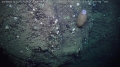 Asconema megaatrialia 