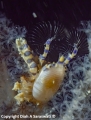 Pseudoporcellanella manoliensis, author: Saraswati, Diah A