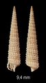 Inella cristulata (Sacco, 1895)