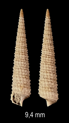 Inella cristulata (Sacco, 1895) Inella cristulata (Sacco, 1895)