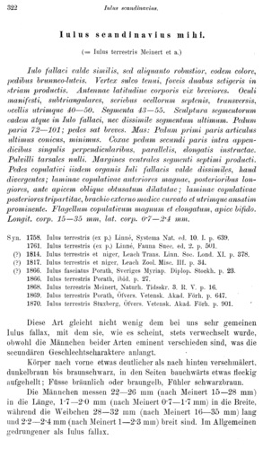 Iulus scandinavius Iulus scandinavius