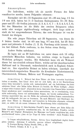 Iulus scandinavius Iulus scandinavius
