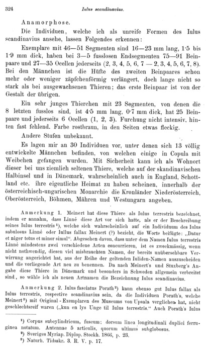 Iulus scandinavius 