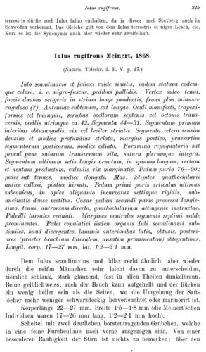 Iulus scandinavius Iulus scandinavius