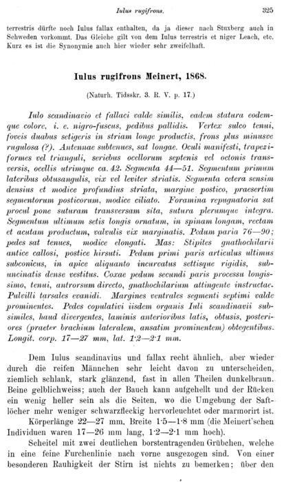 Iulus scandinavius 