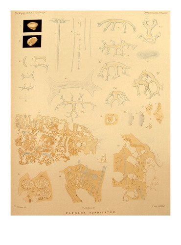 Holotype Holotype